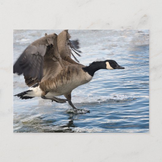 Canada goose Landing on winter lake Postkarte (Vorderseite)