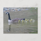 Canada Goose Mom Babies Nature Photo Postkarte (Vorderseite)