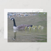 Canada Goose Mom Babies Nature Photo Postkarte (Vorne/Hinten)