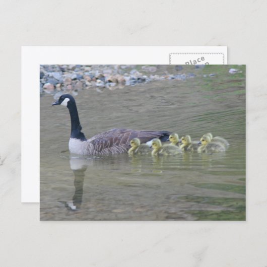 Canada Goose Mom Babies Nature Photo Postkarte (Vorne/Hinten)