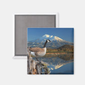 CANADA GOOSE ON THE LAKE MAGNET (Vorderseite/Rückseite)