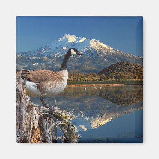 CANADA GOOSE ON THE LAKE MAGNET (Vorne)