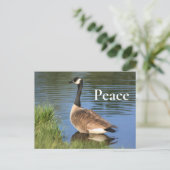 Canada Goose Peace Inspiration Postkarte (Stehend Vorderseite)