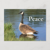 Canada Goose Peace Inspiration Postkarte (Vorderseite)