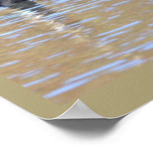 Canada Goose Poster (Ecke)