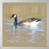 Canada Goose Poster (Vorne)