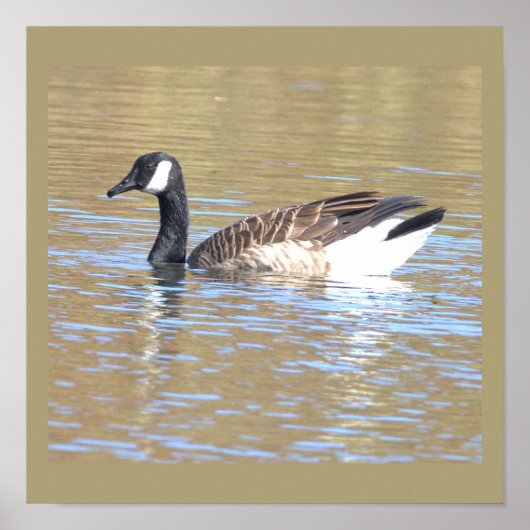 Canada Goose Poster (Vorne)