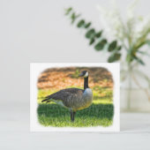 CANADA GOOSE POSTKARTE (Stehend Vorderseite)