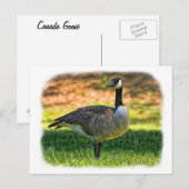 CANADA GOOSE POSTKARTE (Vorne/Hinten)