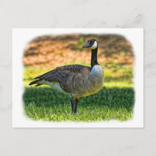 CANADA GOOSE POSTKARTE