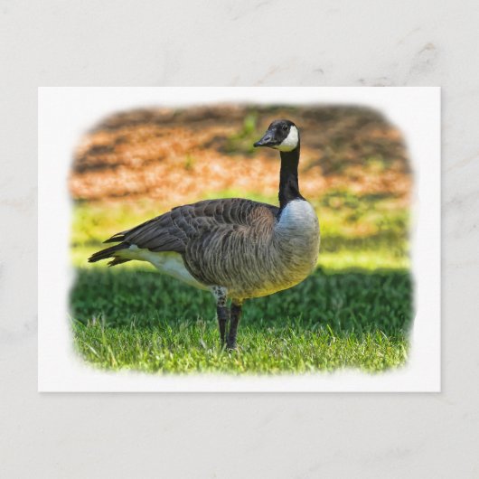 CANADA GOOSE POSTKARTE (Vorderseite)