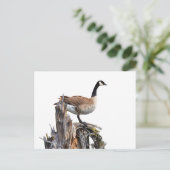 CANADA GOOSE POSTKARTE (Stehend Vorderseite)