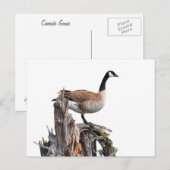 CANADA GOOSE POSTKARTE (Vorne/Hinten)