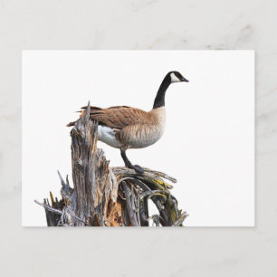 CANADA GOOSE POSTKARTE