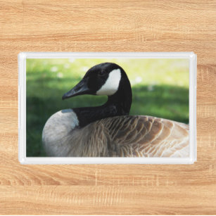 Canada Goose Wildlife Foto Acryl Tablett