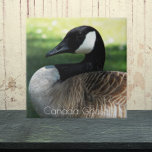 Canada Goose Wildlife Foto Fliese<br><div class="desc">Die naturbelassene Keramik-Kachel zeigt das Foto eines wunderschönen Kanadengas. Wählen Sie Ihre Kachelgröße aus. Eine tolle Küche trivet!</div>
