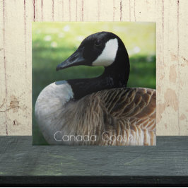 Canada Goose Wildlife Foto Fliese