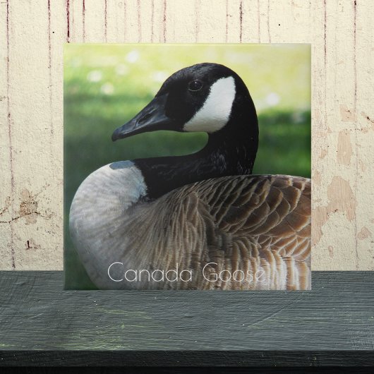 Canada Goose Wildlife Foto Fliese