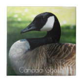 Canada Goose Wildlife Foto Fliese (Vorderseite)