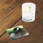 Canada Goose Wildlife Foto Getränkeuntersetzer