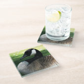 Canada Goose Wildlife Foto Glasuntersetzer (Schrägansicht)