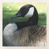 Canada Goose Wildlife Foto Glasuntersetzer (Vorderseite)