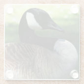 Canada Goose Wildlife Foto Glasuntersetzer (Rückseite)