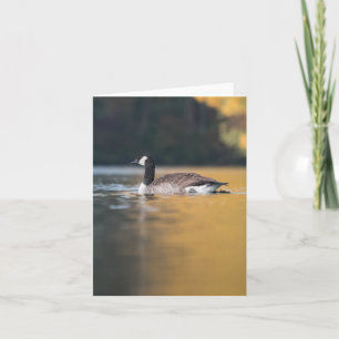 Canada Goose Wildlife Foto Karte