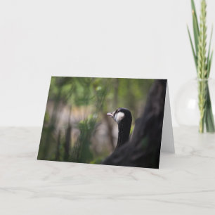 Canada Goose Wildlife Foto Karte