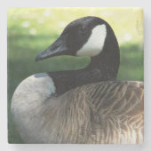 Canada Goose Wildlife Foto Steinuntersetzer (Vorderseite)