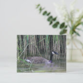 Canada Goose Wildlife Nature Foto Postkarte (Stehend Vorderseite)