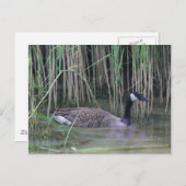 Canada Goose Wildlife Nature Foto Postkarte (Vorne/Hinten)