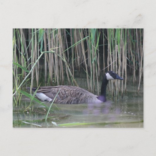 Canada Goose Wildlife Nature Foto Postkarte (Vorderseite)