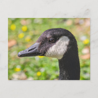 Canada Gose, Roath Park Lake, Cardiff, Wales. Postkarte