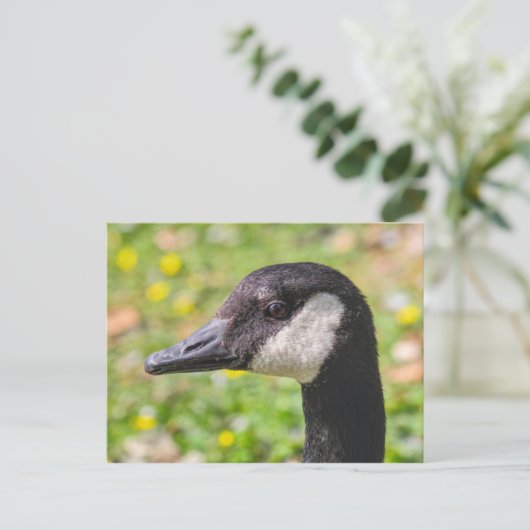Canada Gose, Roath Park Lake, Cardiff, Wales. Postkarte (Stehend Vorderseite)