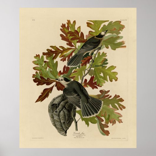 Canada Jay (Gray Jay) - Audubon's Birds of America Poster (Vorne)