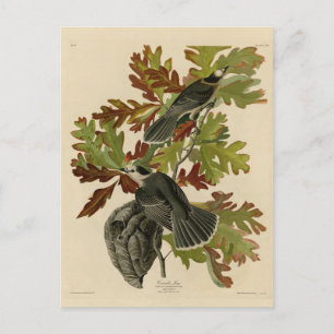 Canada Jay (Gray Jay) - Audubon's Birds of America Postkarte