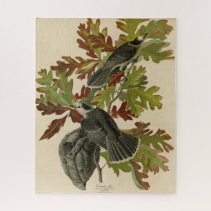 Canada Jay (Gray Jay) - Audubon's Birds of America Puzzle
