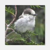 Canada Jay Magnet (Vorne)