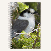 Canada Jay Nature Foto Notizblock (Vorderseite)