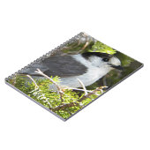Canada Jay Nature Foto Notizblock (Linke Seite)