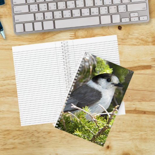Canada Jay Nature Foto Notizblock