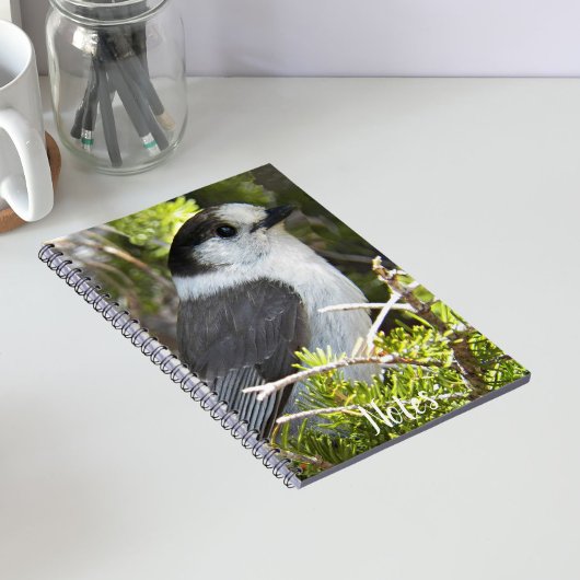 Canada Jay Nature Foto Notizblock