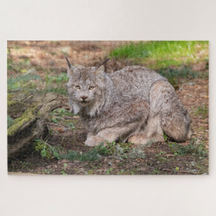 Canada Lynx fordert Nature Lover heraus Puzzle