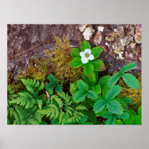 Canada, New Brunswick, , Poster