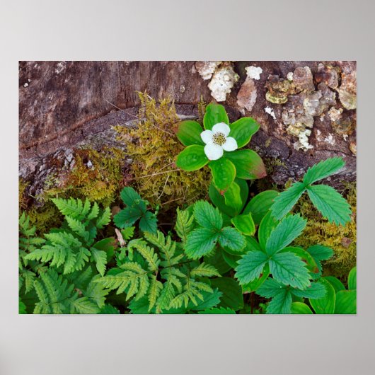 Canada, New Brunswick, , Poster (Vorne)