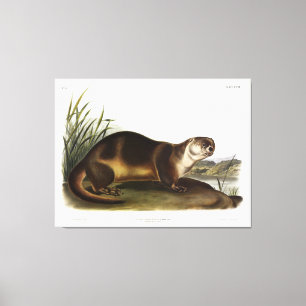 Canada Otter, North American River Otter - Audubon Leinwanddruck