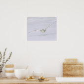 Canada, Quebec. Snowy owl flies low over snow. Poster (Küche)