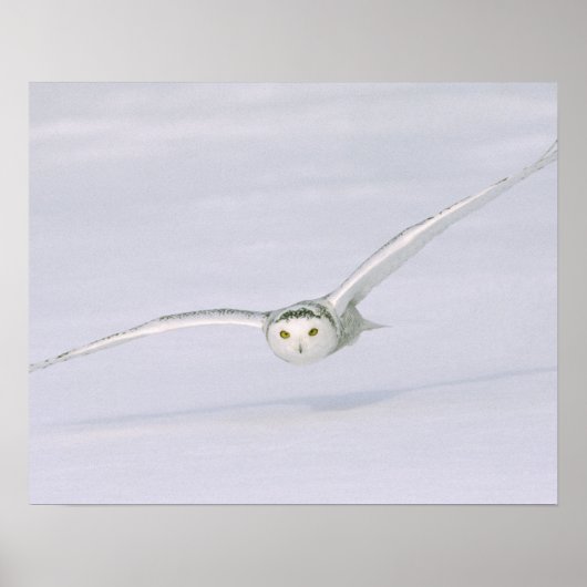 Canada, Quebec. Snowy owl flies low over snow. Poster (Vorne)