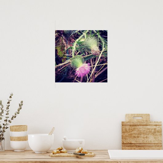 Canada Thistle Poster (Küche)